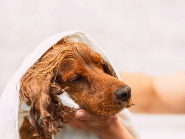 Higiene y desinfección